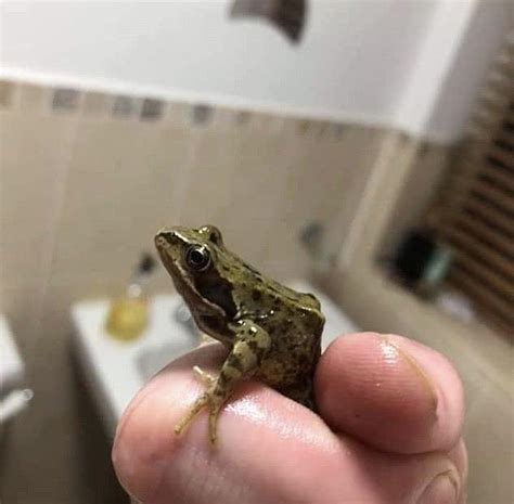 青蛙進家裡 小恐